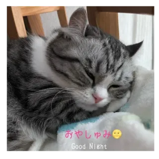 💤 おやしゅみ
Good Night cat, sleeping, cute, good night, animal whatsapp sticker