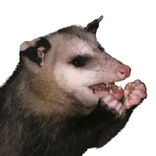 🤩 Opossum, Beuteltier, Tier, Säugetier, Wildtier, süß whatsapp sticker