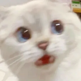 🐱 cat, meme, funny, animal, expression, white cat, cute telegram sticker