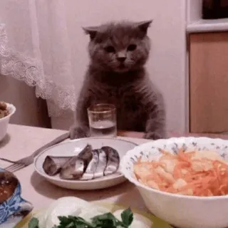 🍽 cat, food, table, drink telegram sticker