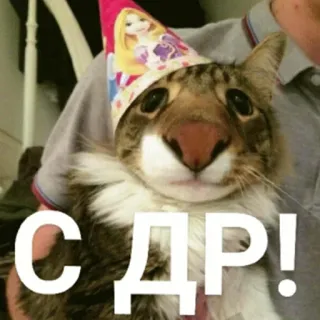 🥳 С ДР! 고양이, 생일, 파티, 축하, 동물, 애완동물 telegram sticker