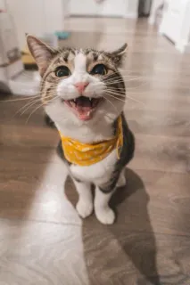 🤔 Katze, Lächeln, glücklich, Tier, Haustier telegram sticker