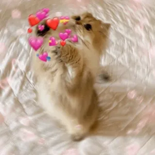 🌿 hamster, hartjes, schattig, dier, liefde, huisdier telegram sticker