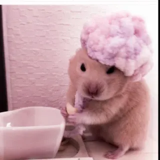 🤏 hamster, animal, pet, cute, hat, rodent telegram sticker