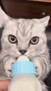 🌟 chat, chaton, biberon, lait, alimentation whatsapp sticker