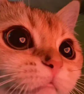 😸 kot, zwierzę, zwierzak, oczy, słodki, kotek telegram sticker