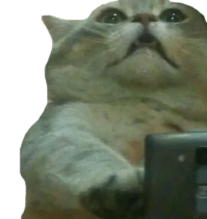 😱 кот, животное, мем, смешной, питомец, милый whatsapp sticker