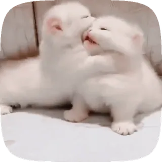 🐱 kittens, cats, cute, animals, pets, white, fluffy, playful telegram sticker