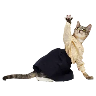 ✋ cat, animal, kitten, cute, funny, pet telegram sticker