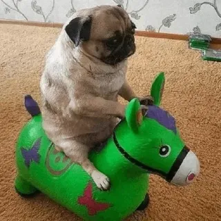➰ carlino, perro, animal, juguete, caballo, mascota, gracioso telegram sticker