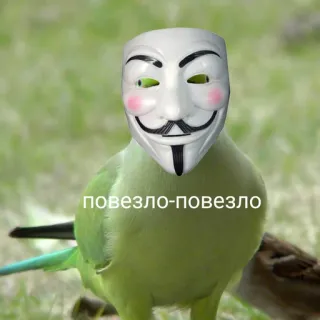 Папужки telegram stickers