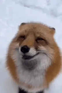 🤩 zorro, animal, fauna, nieve, invierno, meme, divertido telegram sticker