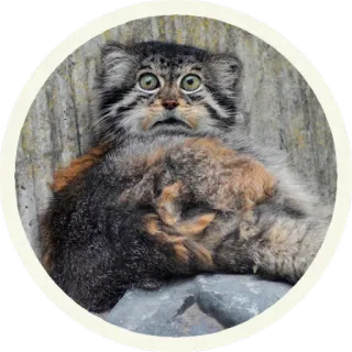 😳 манул, кот, палласов кот, животное, дикая природа, пушистый, милый telegram sticker