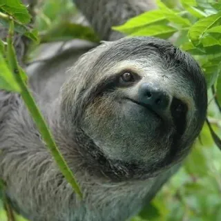 sloth whatsapp stickers