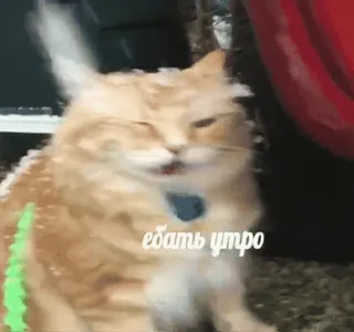 ☀ ебать утро Katze, Russisch, Schimpfwort, Morgen, beleidigend telegram sticker