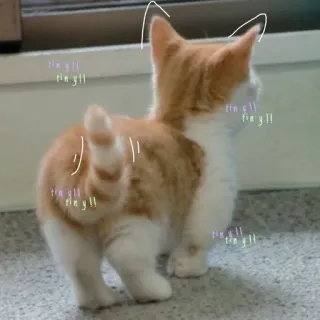 🎀 tinygll
tinygll
tinygll
tinygll
tinygll cat, kitten, munchkin, orange, white, cute, small, pet whatsapp sticker