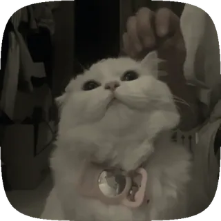 ☺️ 猫, 白色, 宠物, 动物, 可爱 telegram sticker