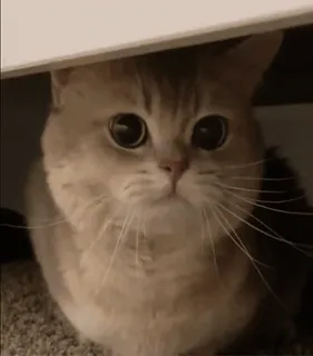 🥵 cat, animal, cute, pet, kitten, eyes telegram sticker
