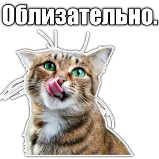 😋 Облизательно. cat, licking, pet, animal, funny, russian, text telegram sticker