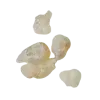 🦪