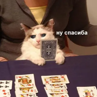 😠 ну спасибо kot, karty do gry, poker, rosyjski, humor telegram sticker