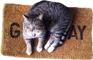 🏳️‍🌈 GAY cat, doormat, funny, animal, joke, tabby, offensive, humor telegram sticker