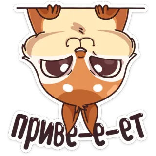 ✋ привеееет Gruss, süß, Tier, Cartoon telegram sticker