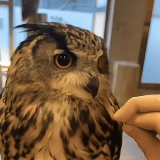 🦉 sowa, ptak, zwierzę, dzika przyroda, natura telegram sticker