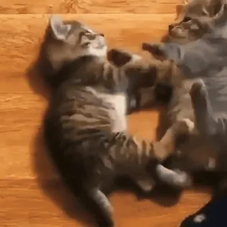 😡 gatinhos, gatos, animais, fofo, brincando, animais de estimação whatsapp sticker