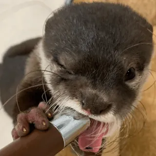 🤗 loutre, animal, mammifère, mignon, faune telegram sticker
