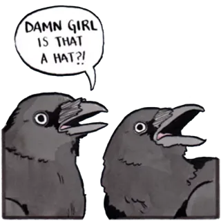 👒 DAMN GIRL IS THAT A HAT?! birds, crow, humor, hat telegram sticker