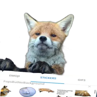 ⌨ fox, animal, cute, wildlife, red fox telegram sticker