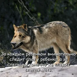 😎 За каждым ребенком внимательно
следит глаз у ребенка, а за
слепыми конечно же следит
слепая мать. หมาป่า, สัตว์, ธรรมชาติ, สัตว์ป่า, ข้อความรัสเซีย telegram sticker