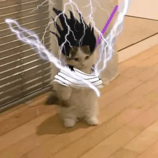 🐈 gato, relâmpago, engraçado, animal, animal de estimação, gatinho telegram sticker