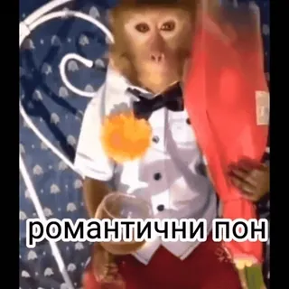 🌟 романтични пон macaco, buquê, smoking, coquetel, romântico whatsapp sticker