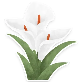 🌷 flower, calla lily, floral, plant, white telegram sticker