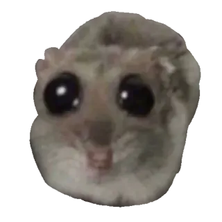 😜 Japanese dwarf flying squirrel flying squirrel, cute, momonga, animal, big eyes telegram sticker