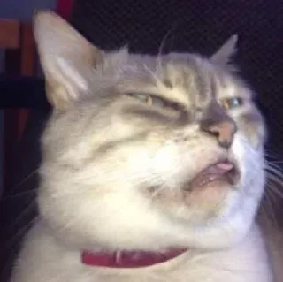 😒 gatto, divertente, meme, animale, animale domestico, sciocco, espressione telegram sticker