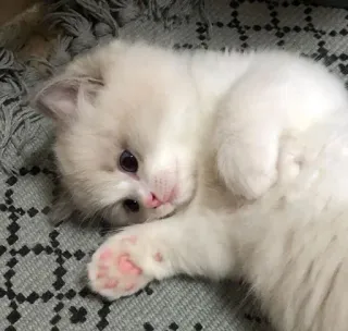 😼 котёнок, кошка, милый, животное, питомец, домашний whatsapp sticker