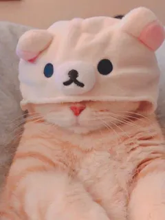 😅 gato, gatinho, animal, animal de estimação, fofo, chapéu, urso, retrato telegram sticker