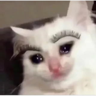 😢 Katze, traurig, Meme, Augenbrauen, weinen, lustig telegram sticker