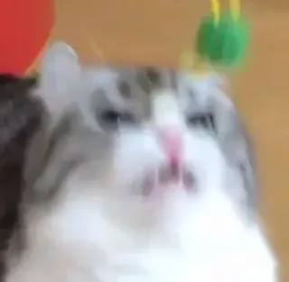 😠 cat, funny, cute, kitten, pet whatsapp sticker