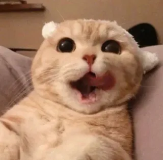 😺 gato, fofo, animal de estimação, animal, engraçado, lambendo whatsapp sticker