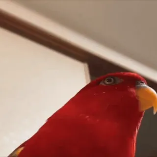 🦜 pássaro, papagaio, vermelho, animal, animal de estimação, lóris whatsapp sticker