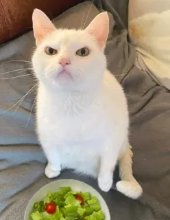 😒 cat, white cat, salad, food, pet, animal, cute, angry cat telegram sticker