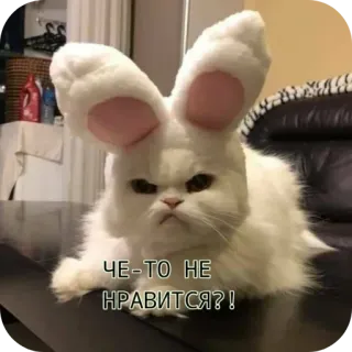 😠 ЧЕ-ТО НЕ НРАВИТСЯ?! cat, bunny ears, grumpy, funny, meme telegram sticker
