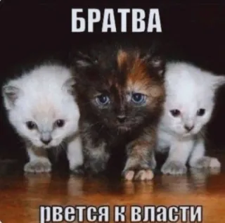 👯 БРАТВА рвется к власти telegram sticker