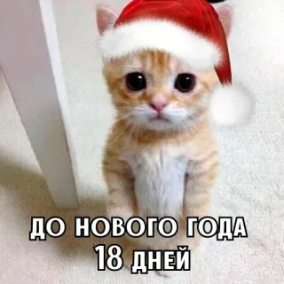 🎄 ДО НОВОГО ГОДА 18 ДНЕЙ chat, chaton, nouvel an, fête, bonnet de père noël, mignon, animal, animal de compagnie whatsapp sticker
