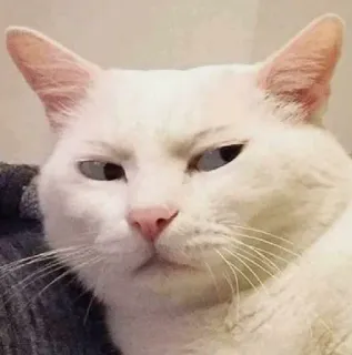 🤳 猫, 白猫, 动物, 宠物, 家畜, 表情包, 搞笑 telegram sticker