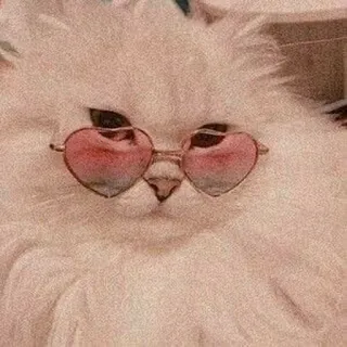 😻 Katze, Sonnenbrille, Herzbrille, flauschig, Haustier, Tier whatsapp sticker